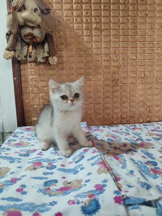 Продаются котята