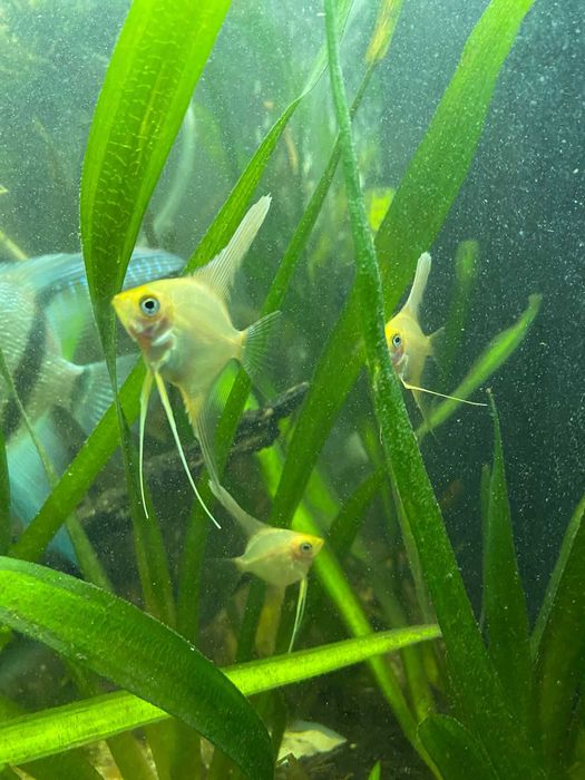 Scalari Angelfish Orange
