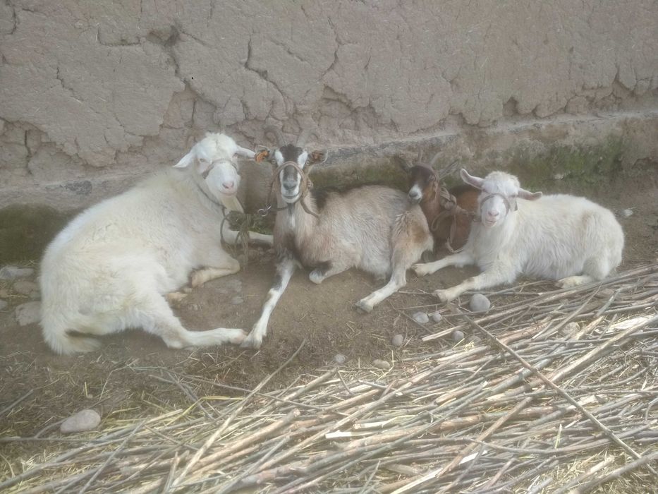 Zanin, Alpin zotli Echkilar