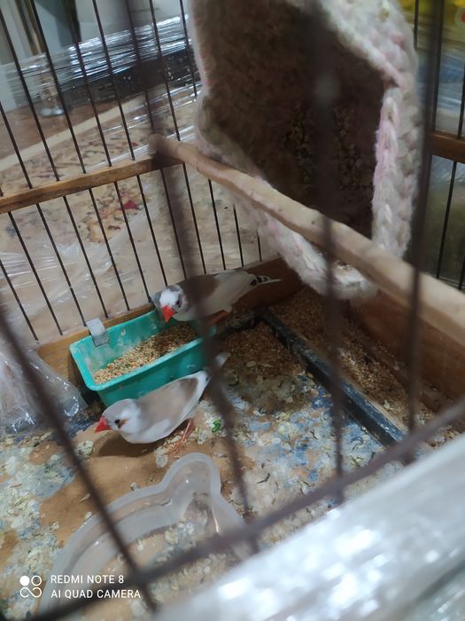 Amadin Амадин птицы