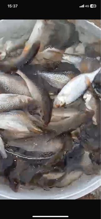 Продам малек сарга