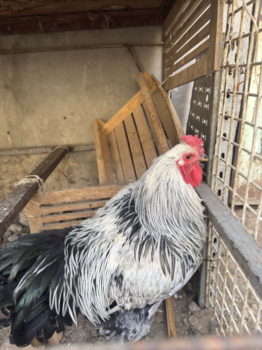 Brama xoroz sotiladi