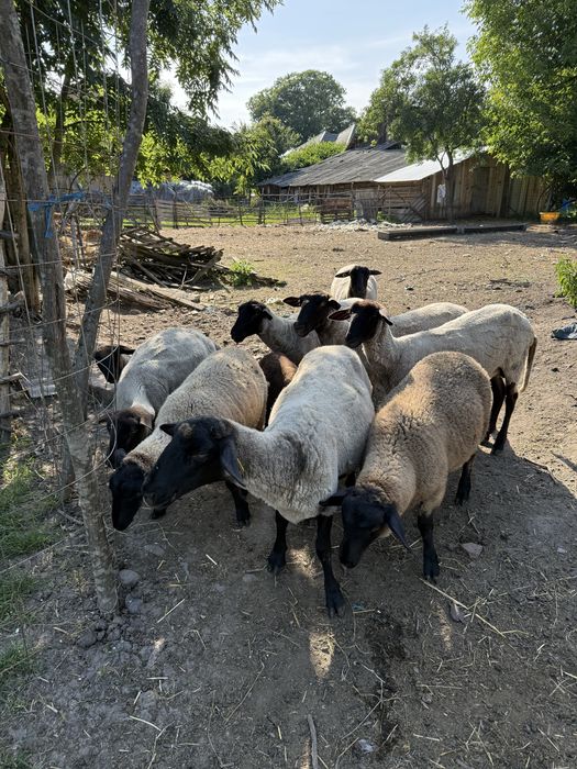 Vand oii suffolk cu mieluti!