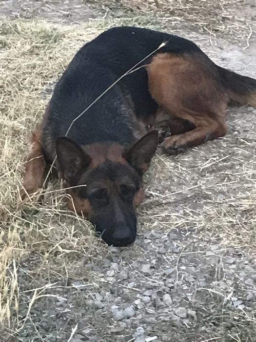 Шенки чистокровные авчарки