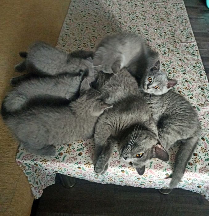 Чистокръвни британски котенца