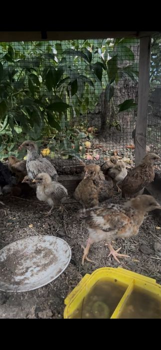 Домашние курицы несушки