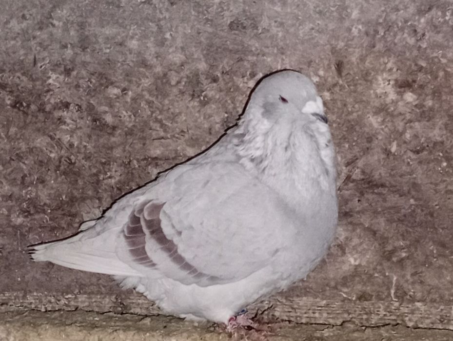 Porumbei standard românesc și voltați. 2021-2025.