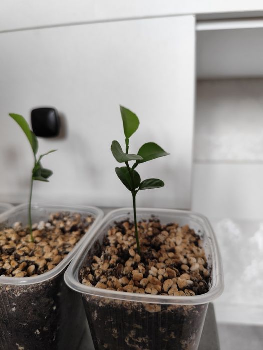 Мандариновое дерево