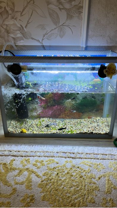 Продаю рыб и улитку