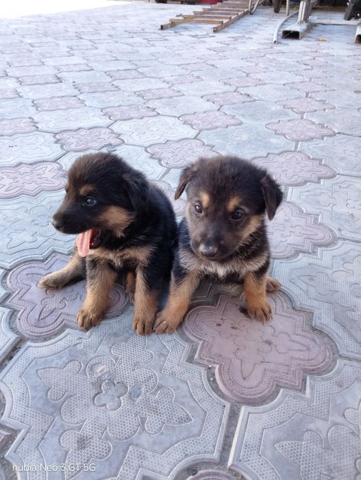 Немецкий овчарка