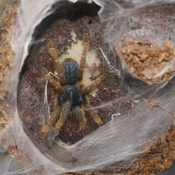 Пауки птицееды разные виды