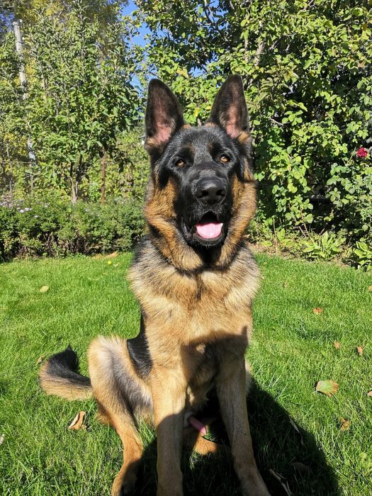 Кобель, четыре года