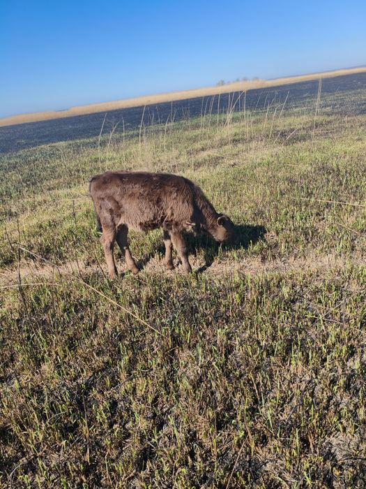 Продаются коровы