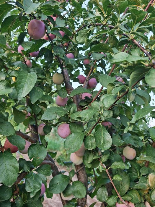 Prune de Vânzare