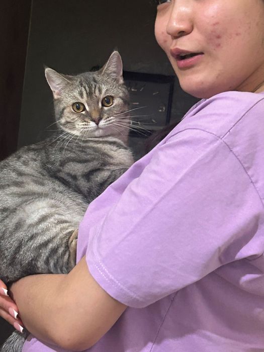 Отдам кошку бесплатно