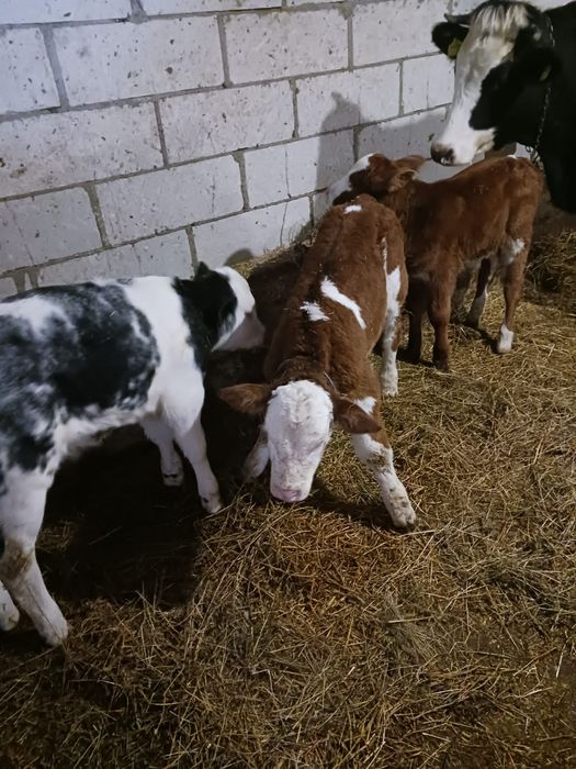 Vând viței asigur transport în România