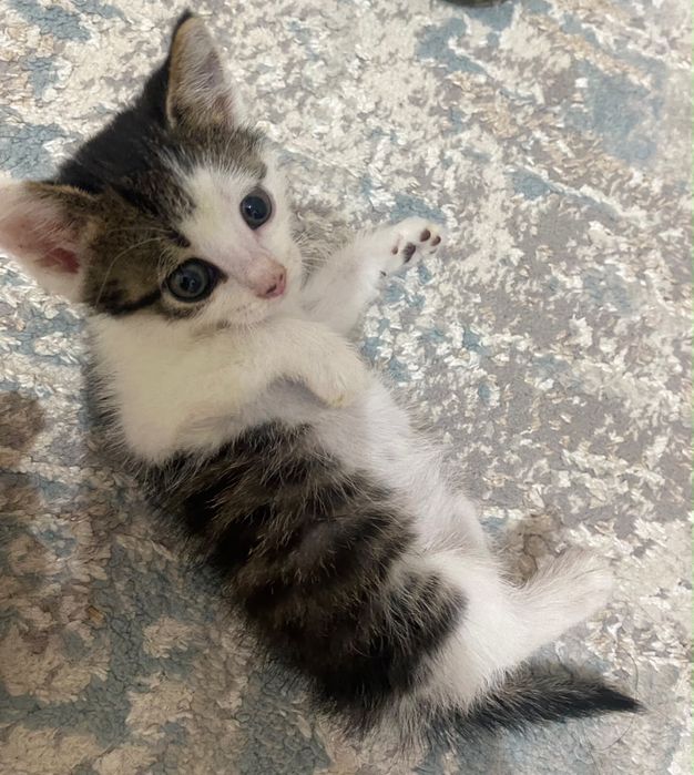 Кошка домашняя 2еркек