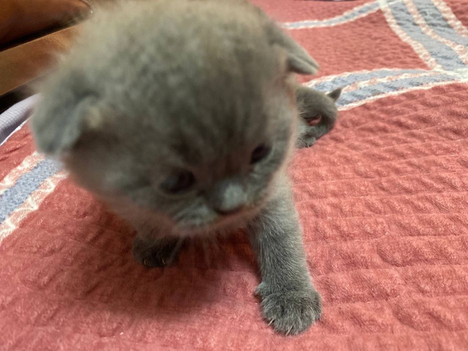 Продаются пародистые котята