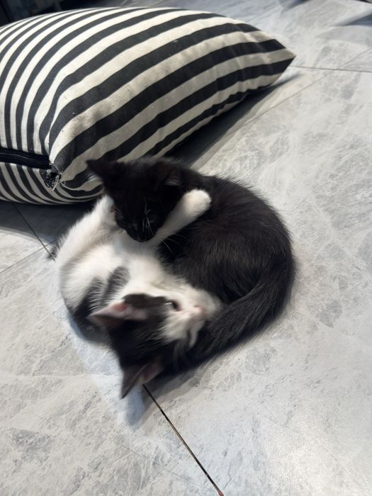 Отдам котят в доьрые руки