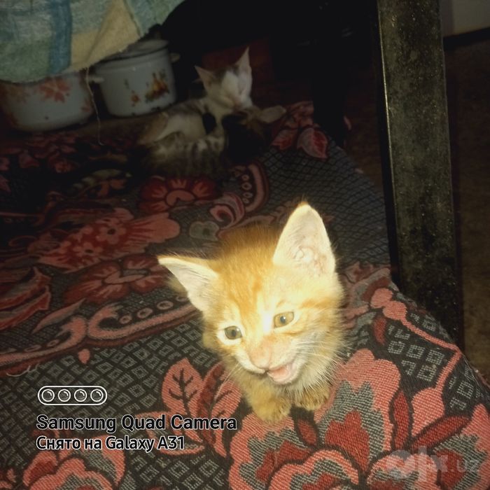 Котята свои, домашние