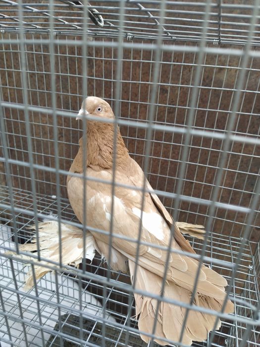 Жолтая Голубка молодая