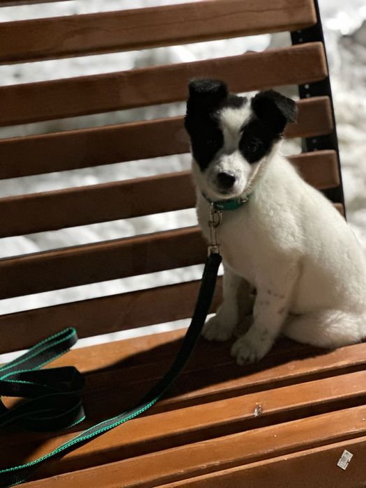 Бесплатно щенок девочка