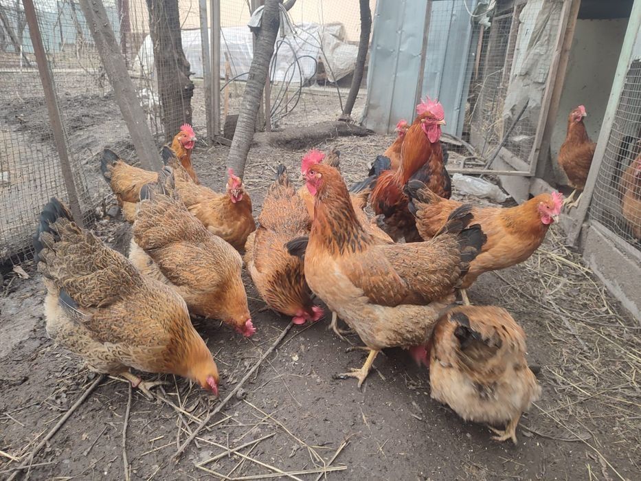 Петушки ,Атештер
