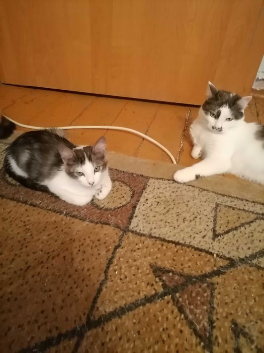 Кошечка домашняя, красивая.