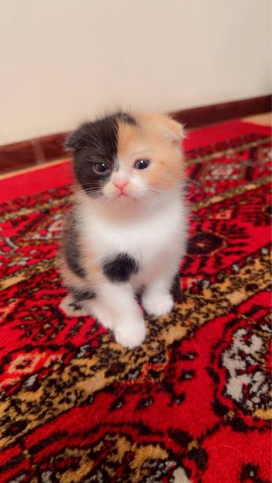 Skotiw fold 13 asl mushuk bolalaeri