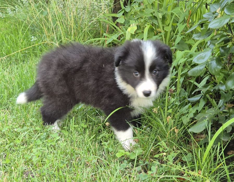 Pui Border Collie cu pedigree FCI