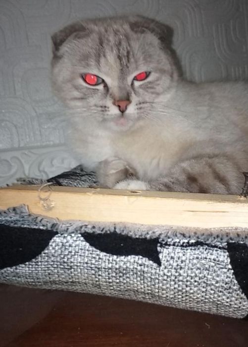 Открыта бронь на шотландских котят