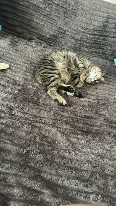 Кот домашняя в добрые руки