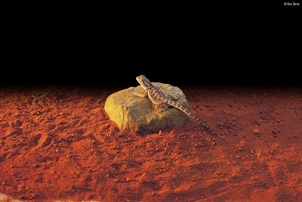 Електрическа нагревателна скала за влечуги Exo Terra Heat Wave Rock, малка 10W