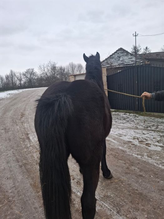 Vând o mânză frumoasa