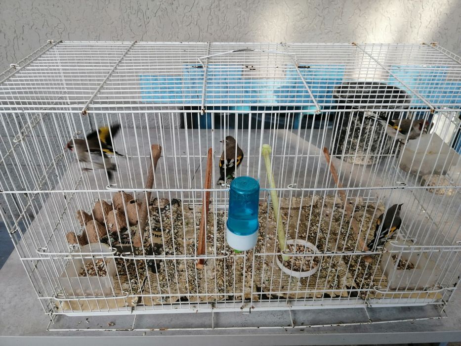 щеглы пепельные светлые