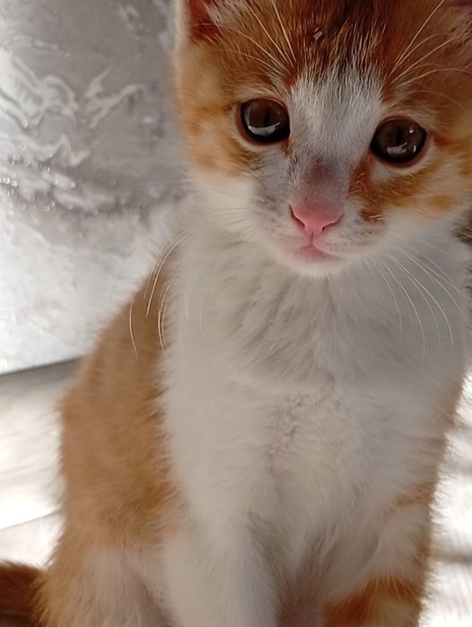 Отдам домашнего котенка