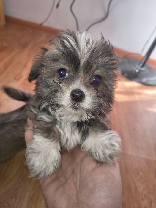 Metis shi-tzu 5 masculi