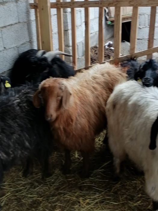 Семиз серке ешкилер