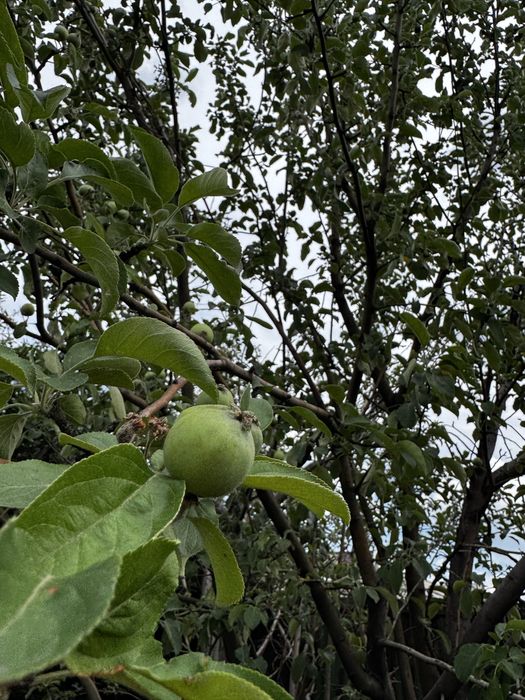 Продам дом на два хозяина