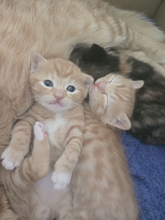 Оранжави котенца