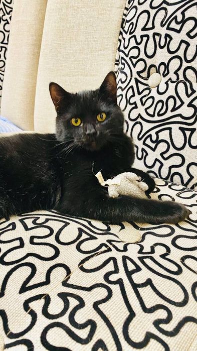 Отдам даром котят