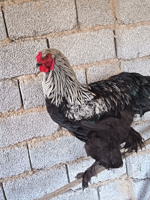 Брама катта хуроз