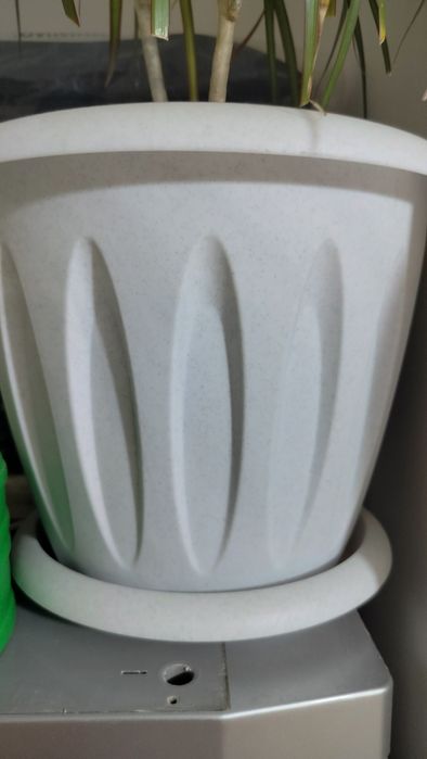 Продам комнатное растение -Драцену .