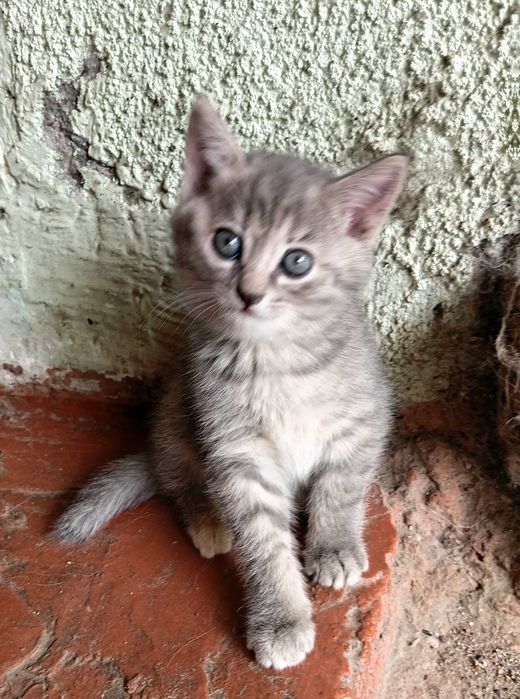 Котята  ищут дом