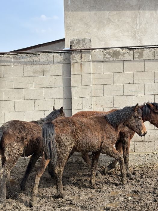 Тай жеребёнок срочно