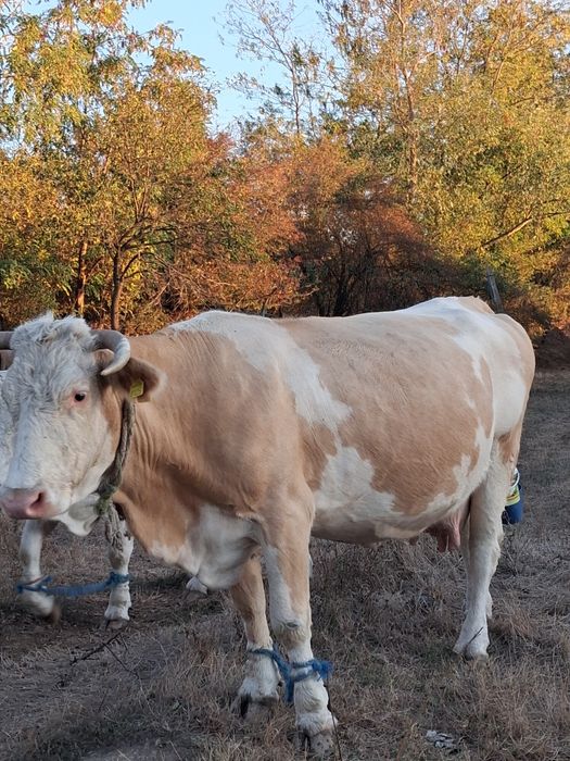 Vând vaca cu doi vitei
