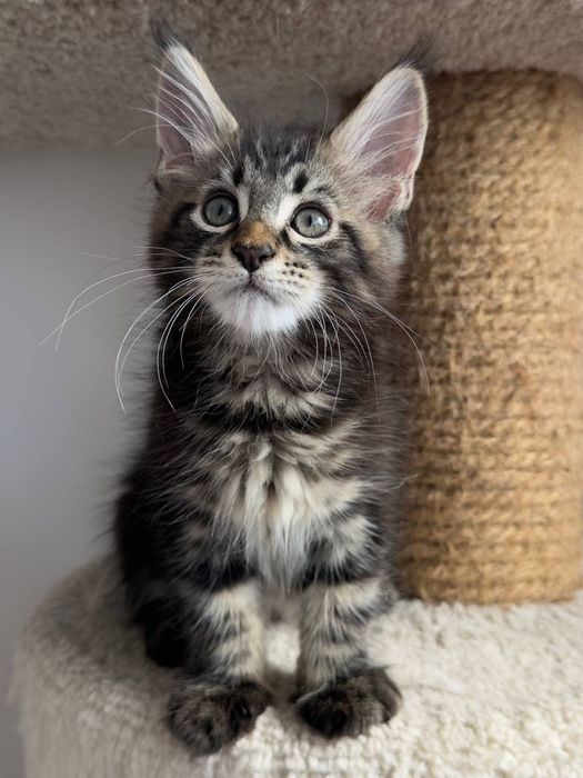 Котята_ питомник_ продажа