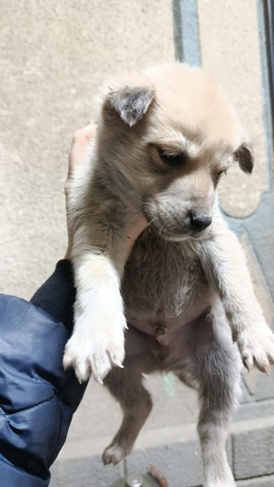 Отдам щенков Хаски в хорошие руки