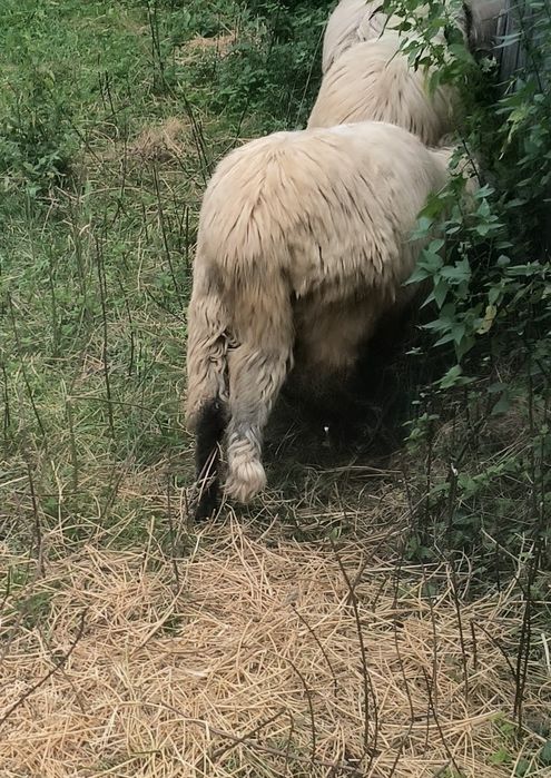 Berbec   bucălău