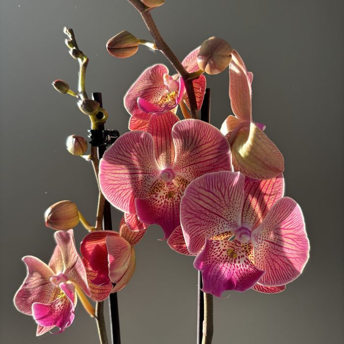 Орхидеи 70 см! На 8 марта! Нидерланды